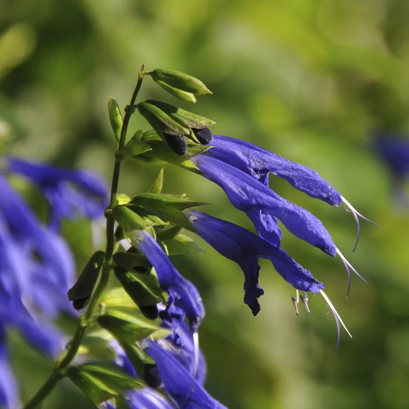 Salbei Blue Enigma