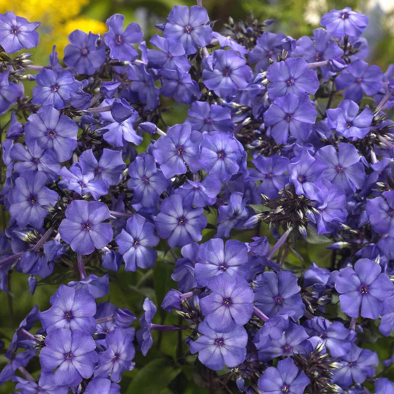 Paniculierter Phlox Blue Paradise