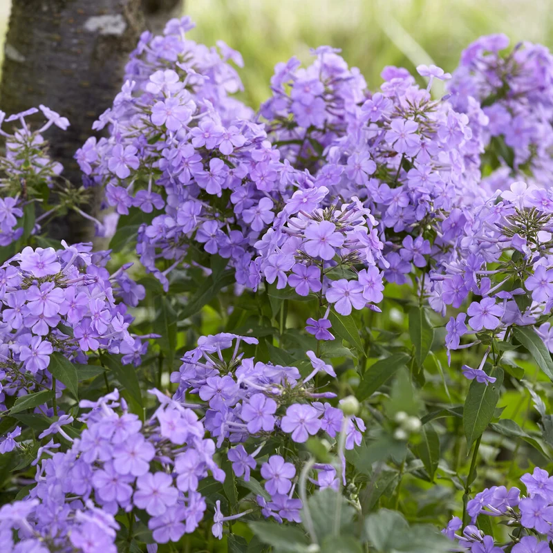 Paniculierter Phlox Blue Paradise