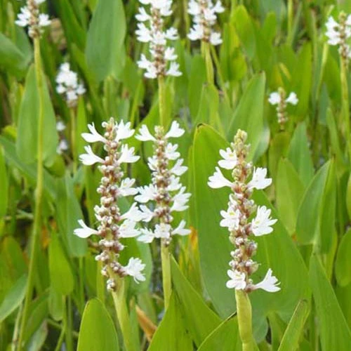 Hechtkraut 'White Pike'
