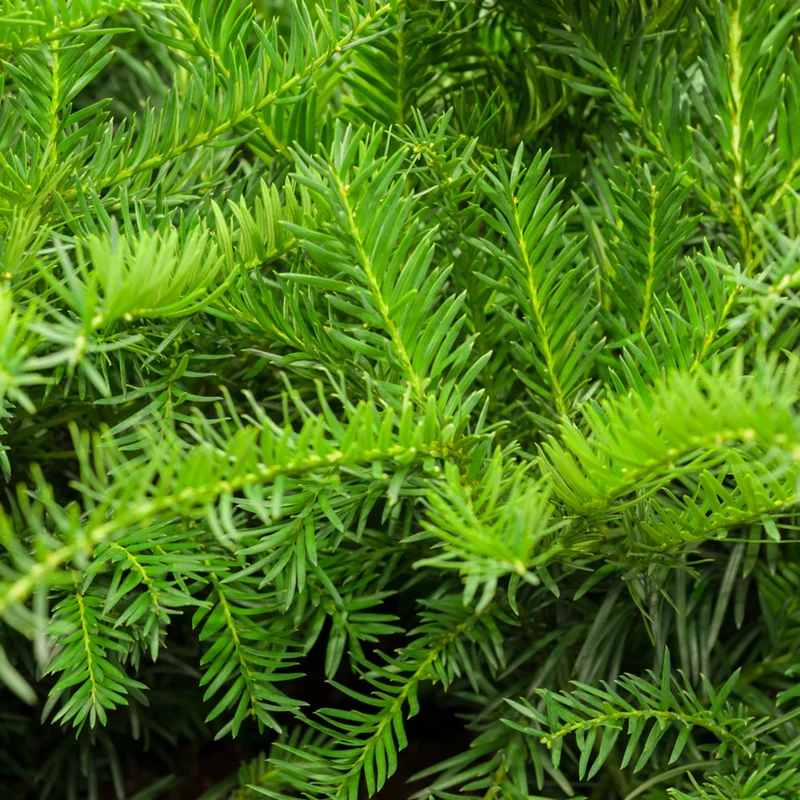 Kissen-Eibe 'Repandens'