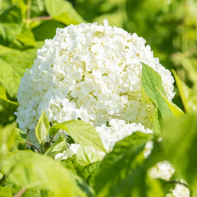 Schneeballhortensie 'Annabelle®'