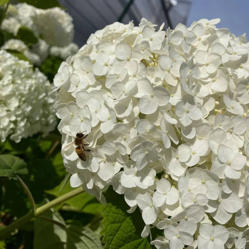Schneeballhortensie 'Annabelle®'