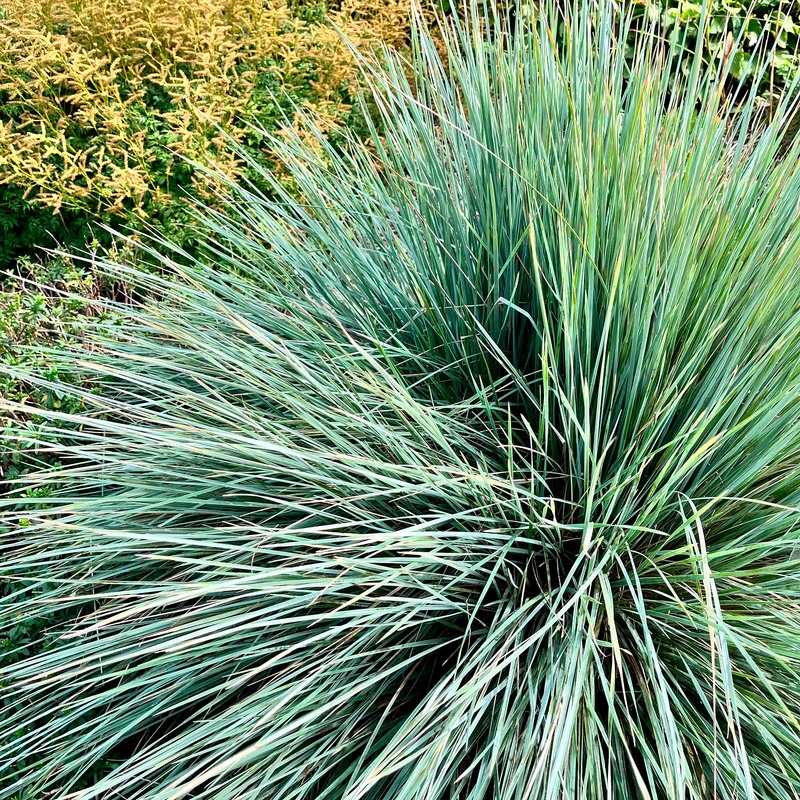 Blaustrahlhafer Pendula