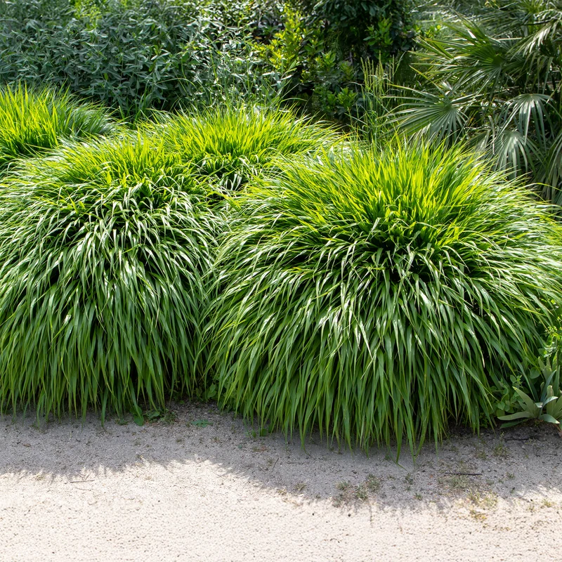 Japanwaldgras
