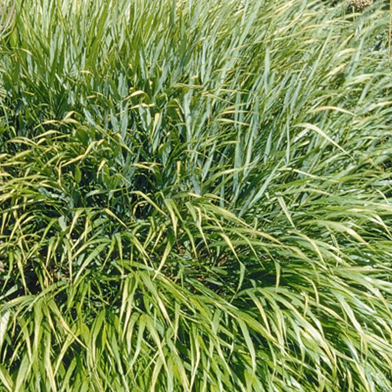 Japanwaldgras