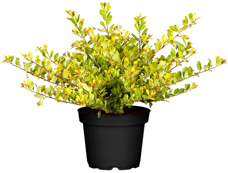 Japanische Stechpalme 'Golden Gem'