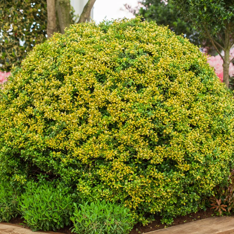 Japanische Stechpalme 'Golden Gem'