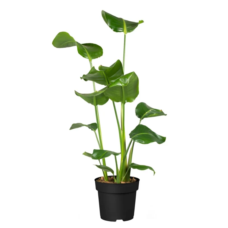 Baumstrelitzie 'Nicolai'