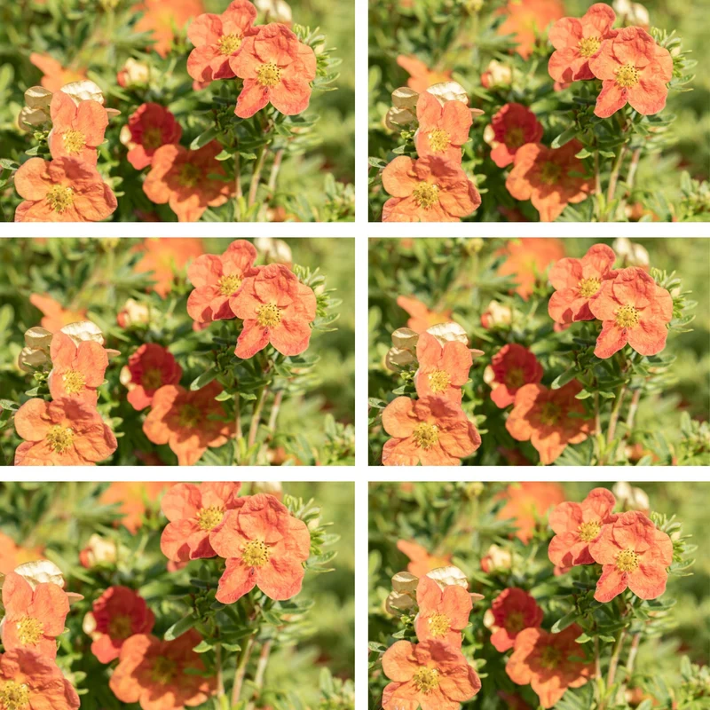 Fingerstrauch 'Red Ace', 12 Pflanzen