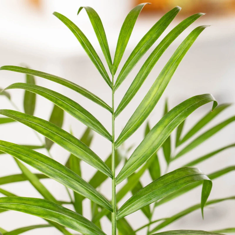Bergpalme