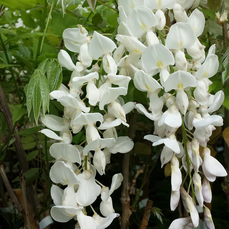 Blauregen 'Longissima Alba'
