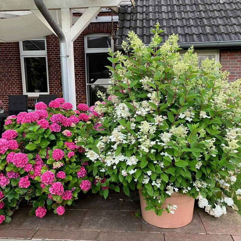 Bauernhortenise