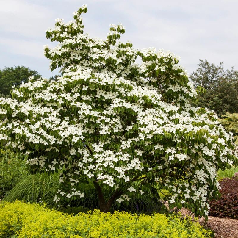 Blütenhartriegel 'China Girl'