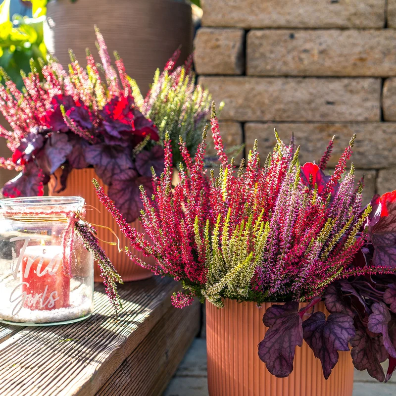 Besenheide 'Trio Gardengirls®'