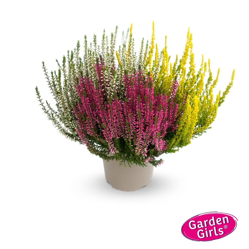 Besenheide 'Trio Gardengirls®'