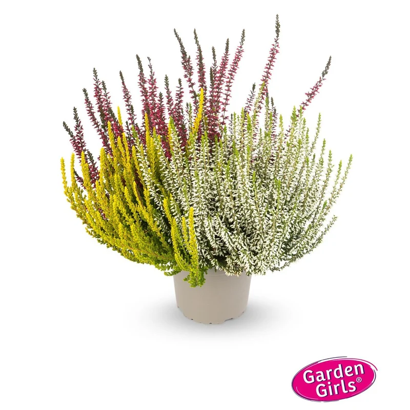 Besenheide 'Trio Gardengirls®'