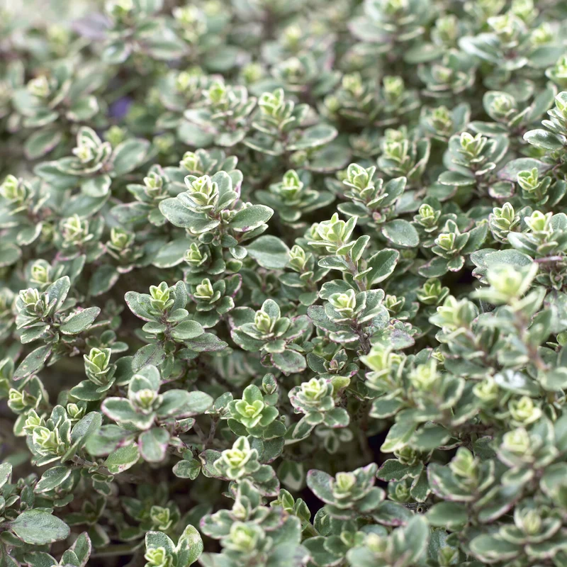 Thymian 'Silver Queen'