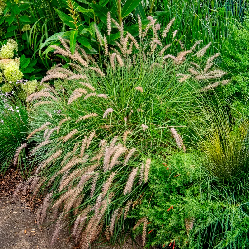 Lampenputzergras ‘Gelbstiel’