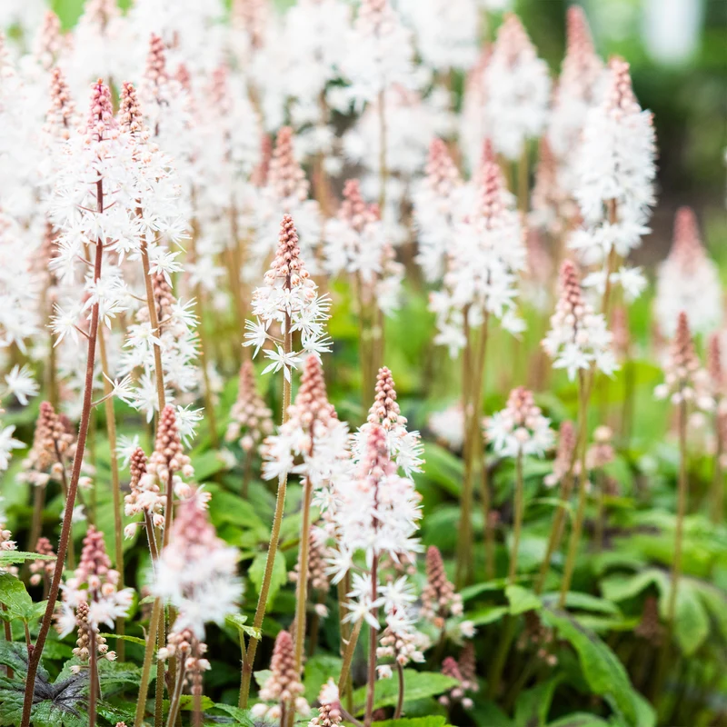 Schaumblüte 'Pink Skyrocket'