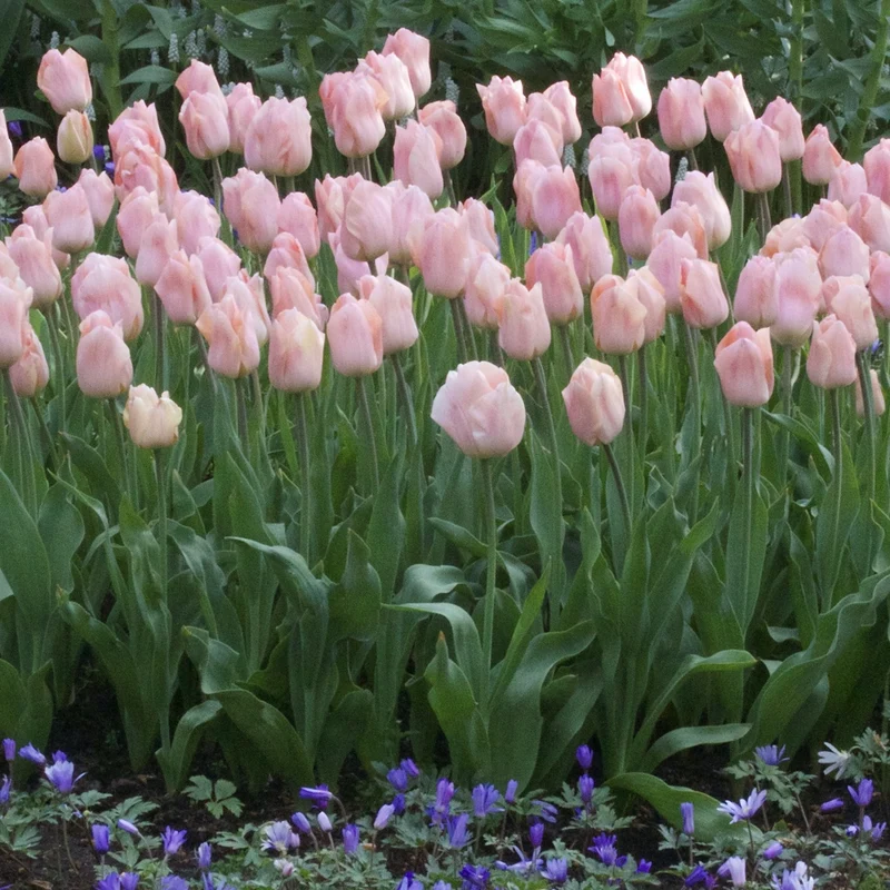 Triumph-Tulpen Apricot Beauty