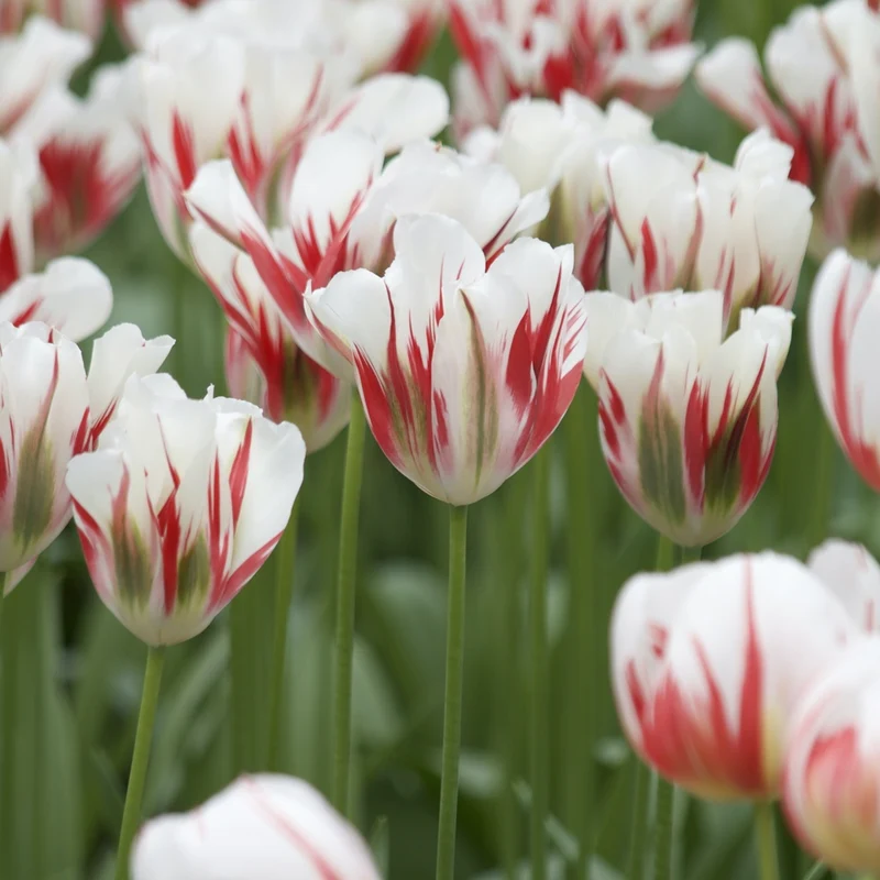 Viridiflora-Tulpen Flaming Spring Green