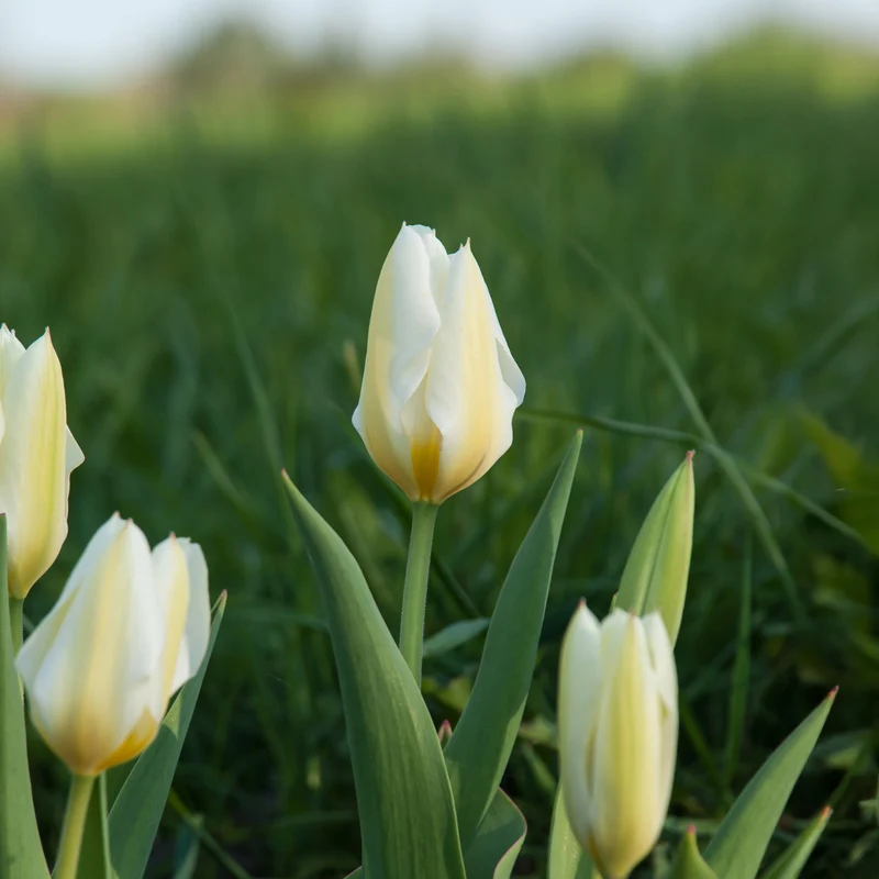 Fosteriana-Tulpen Purissima