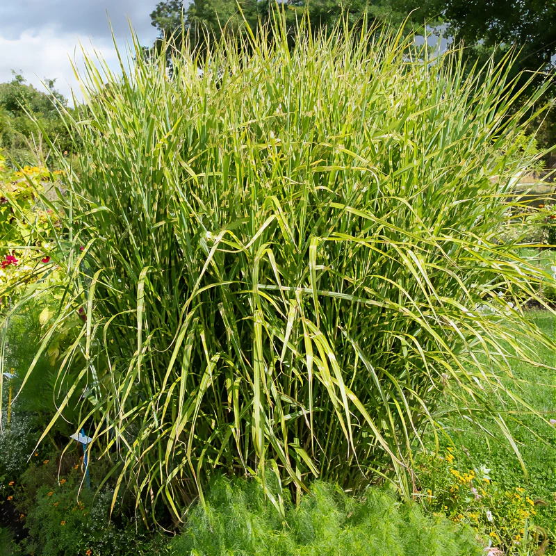 Chinaschilf ‘Zebrinus’
