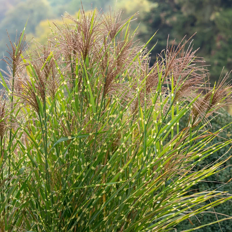 Chinaschilf ‘Zebrinus’