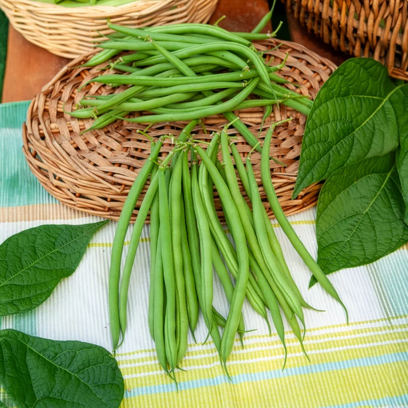 Buschbohne, mangetout ‘Castandel’