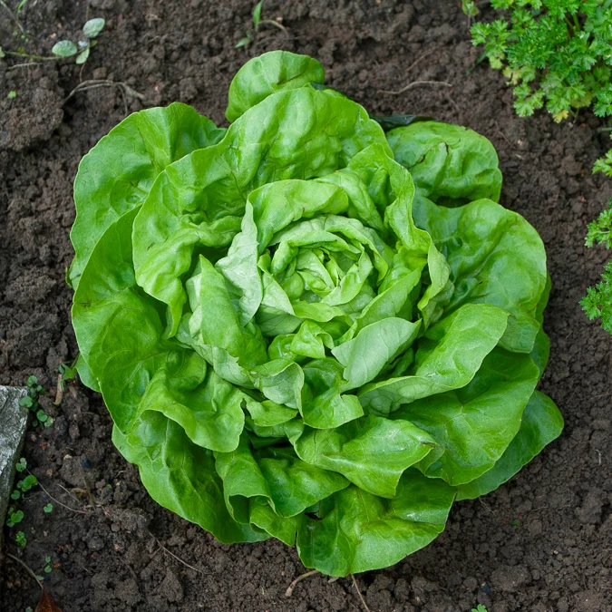 Kopfsalat Rigoletto