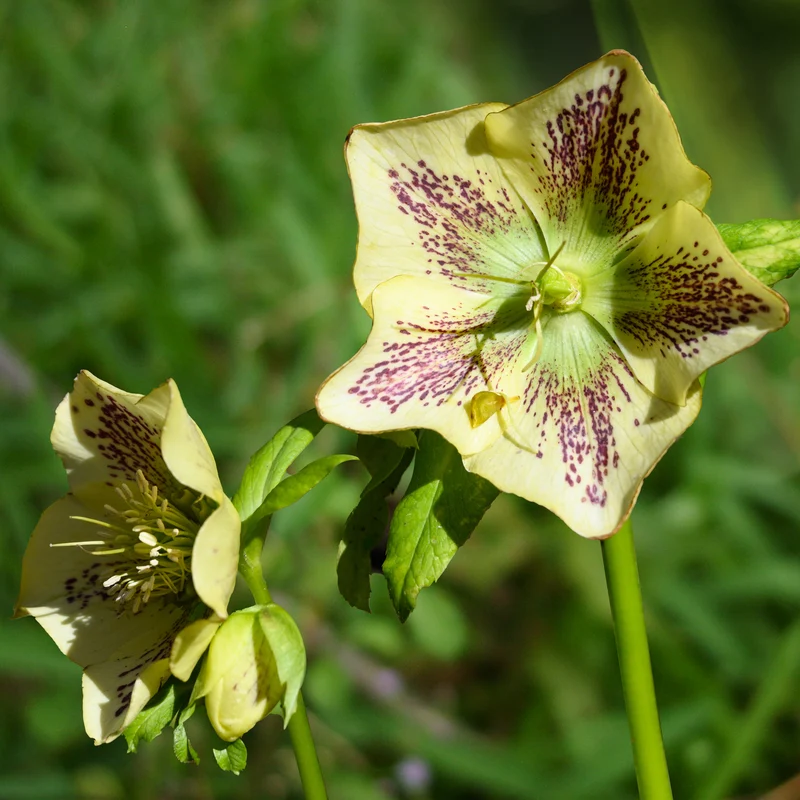 Lenzrose ‘Green Spotted’