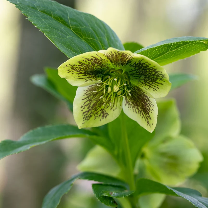 Lenzrose ‘Green Spotted’