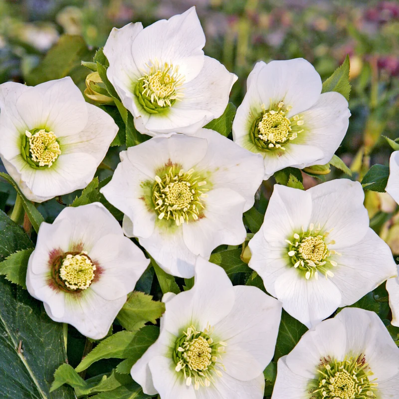 Lenzrose ‘White Lady’