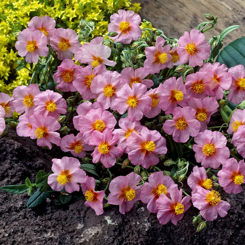 Sonnenröschen 'Lawrenson´s Pink'