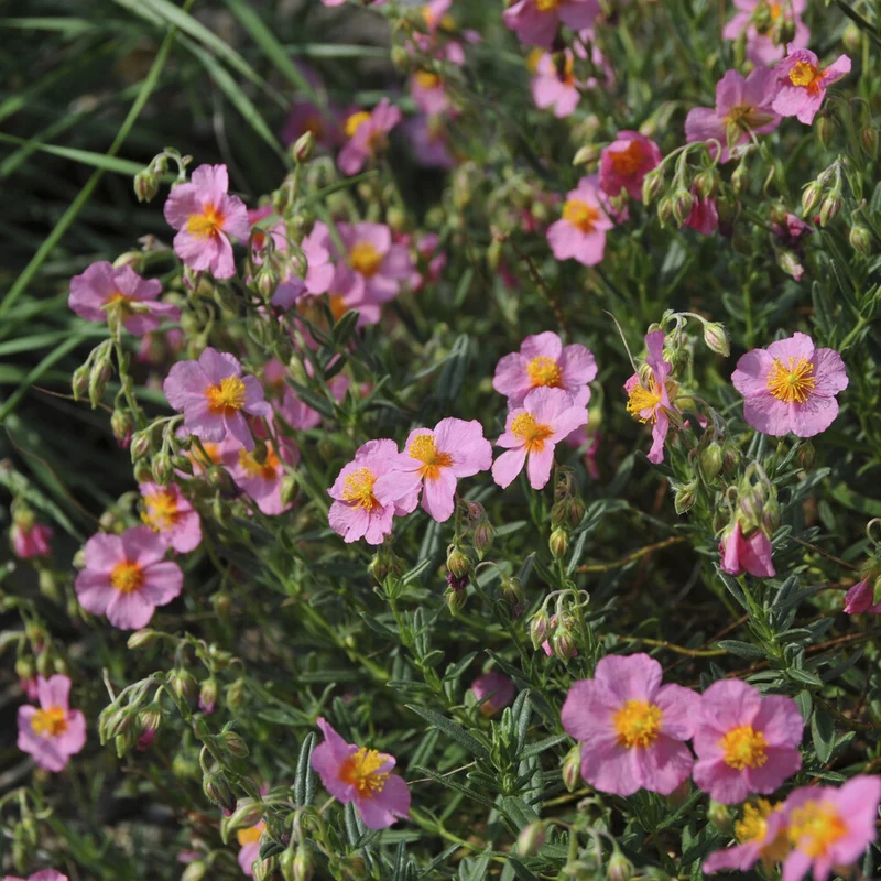Sonnenröschen 'Lawrenson´s Pink'