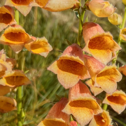 Fingerhut ‘Goldcrest’
