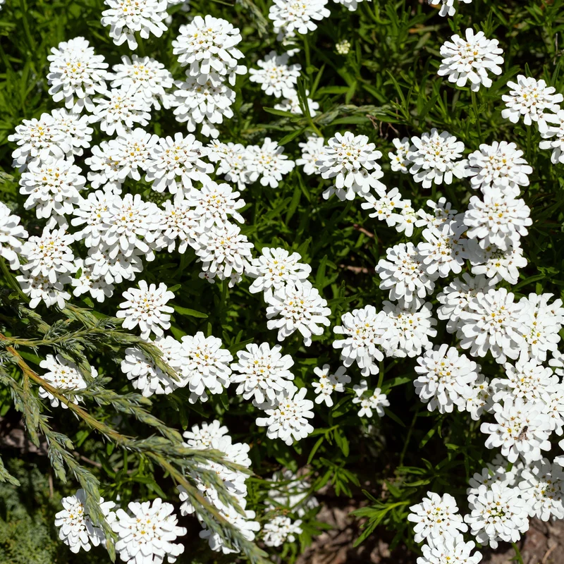 Gänsekresse