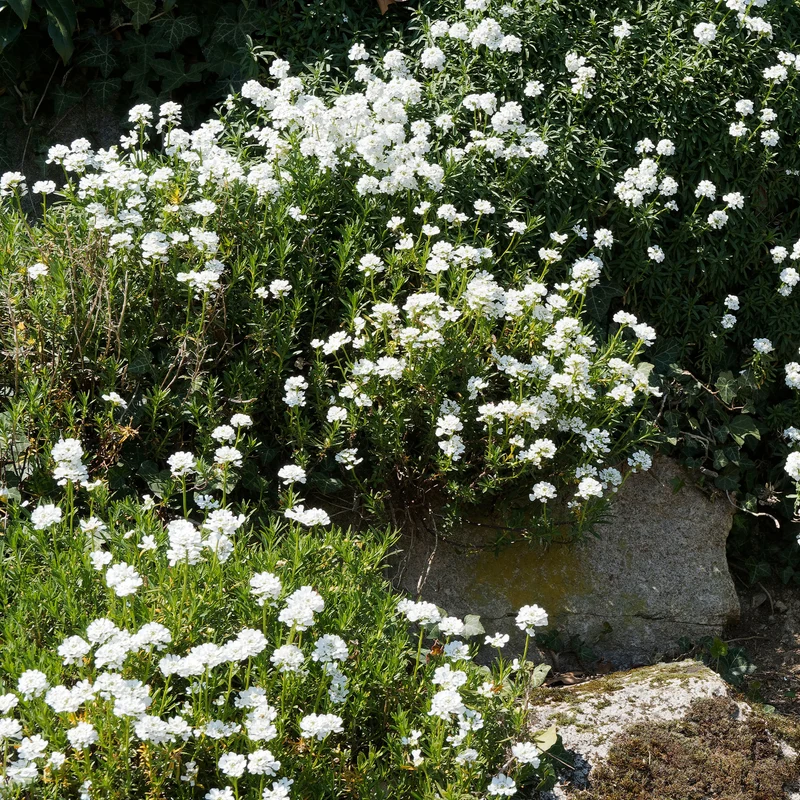 Gänsekresse