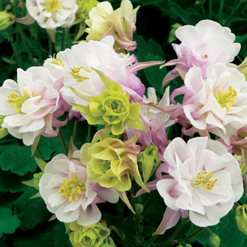 Gefüllte Akelei ‘Winky Double Rose-White’