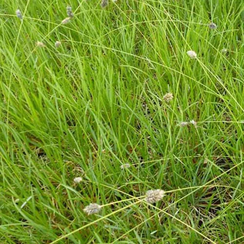 Sesleria Heufleriana