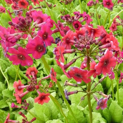Etagen-Schlüsselblume 'Millers Crimson'