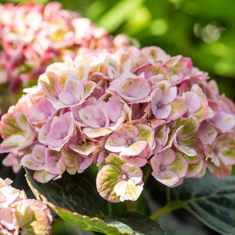 Bauernhortensie 'Magical Revolution®'