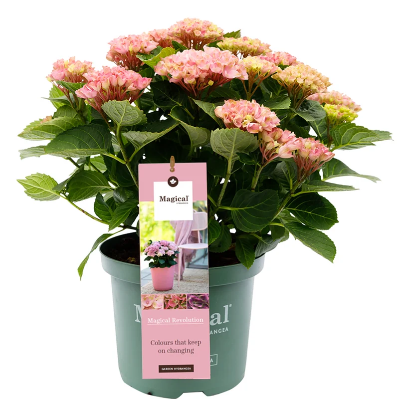 Bauernhortensie 'Magical Revolution®'