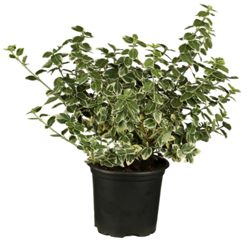 Weißbunte Kriechspindel 'Emerald Gaity', 12 Pflanzen