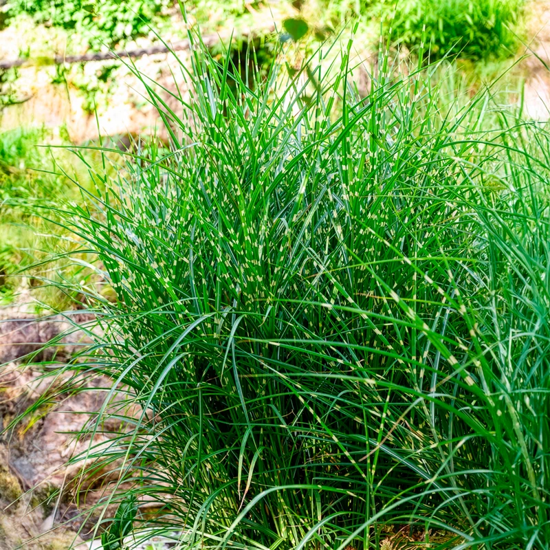 Chinaschilf Strictus