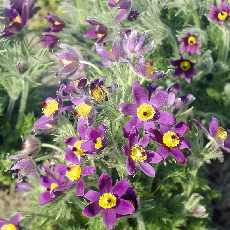 Gewöhnliche Kuhschelle
