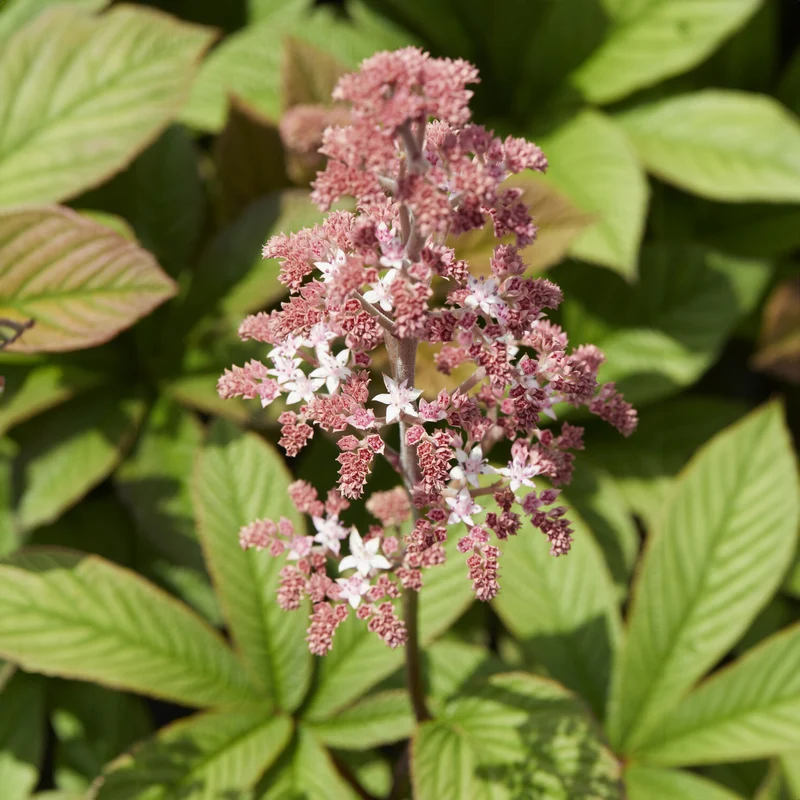 Schaublatt