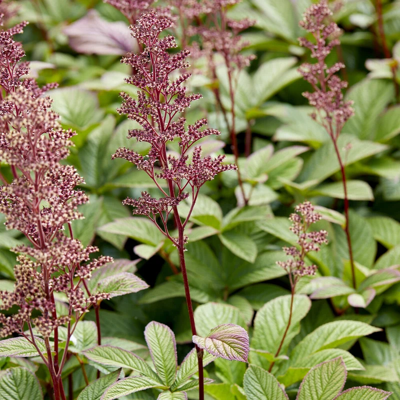 Schaublatt