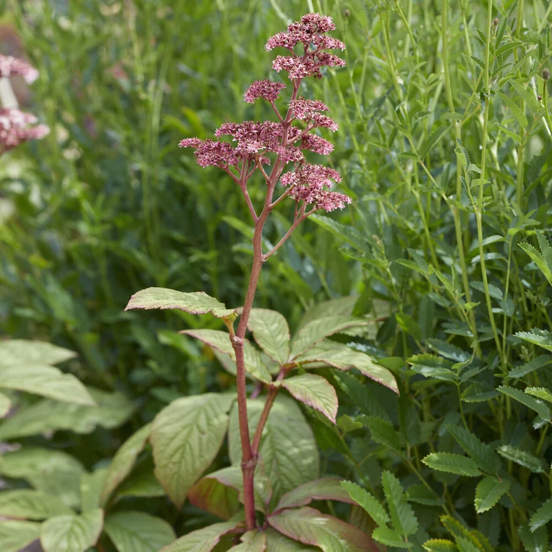 Schaublatt